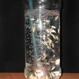 Kako potopiti sjeme krastavca za sadnice